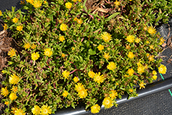 Delmara Yellow Ice Plant (Delosperma 'Delmara Yellow') at Canadale Nurseries