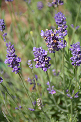 Ellagance Purple Lavender (Lavandula angustifolia 'Ellagance Purple') at Canadale Nurseries