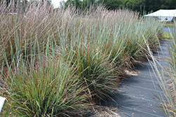 Standing Ovation Bluestem (Schizachyrium scoparium 'Standing Ovation') at Canadale Nurseries