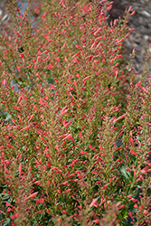 Kudos Red Hyssop (Agastache 'Kudos Red') at Canadale Nurseries