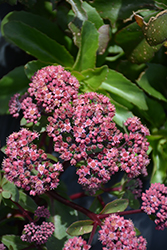 Double Martini Stonecrop (Sedum 'TNSEDDM') at Canadale Nurseries