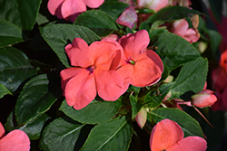 Beacon Coral Impatiens (Impatiens walleriana 'PAS1413664') at Canadale Nurseries