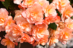 Solenia Apricot Begonia (Begonia x hiemalis 'Solenia Apricot') at Canadale Nurseries