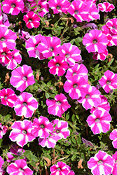 Supertunia Raspberry Rush Petunia (Petunia 'BBTUN91601M2') at Canadale Nurseries