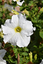 Dreams White Petunia (Petunia 'Dreams White') at Canadale Nurseries
