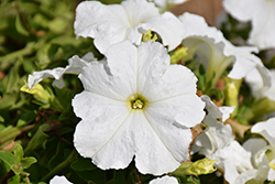 Pretty Grand White Petunia (Petunia 'Pretty Grand White') at Canadale Nurseries