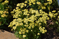 Milly Rock Yellow Yarrow (Achillea millefolium 'FLORACHYEo') at Canadale Nurseries