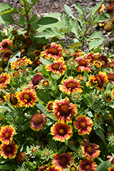 Arizona Sun Blanket Flower (Gaillardia x grandiflora 'Arizona Sun') at Canadale Nurseries