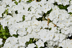 Intensia White Annual Phlox (Phlox 'DPHLOX866') at Canadale Nurseries