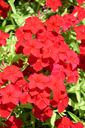 Intensia Red Hot Annual Phlox (Phlox 'DPHLOX911') at Canadale Nurseries