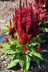 Fresh Look Red Celosia (Celosia 'Fresh Look Red') at Canadale Nurseries