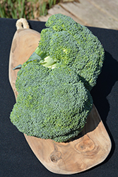 Belstar Broccoli (Brassica oleracea var. italica 'Belstar') at Canadale Nurseries