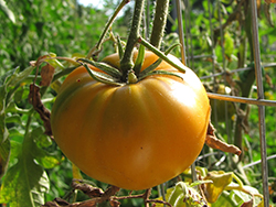 Carolina Gold Tomato (Solanum lycopersicum 'Carolina Gold') at Canadale Nurseries