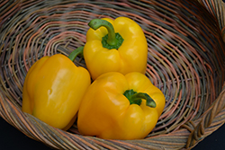 Yellow Bell Pepper (Capsicum annuum 'Yellow Bell') at Canadale Nurseries