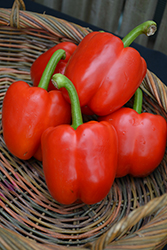 Red Bell Pepper (Capsicum annuum 'Red Bell') at Canadale Nurseries