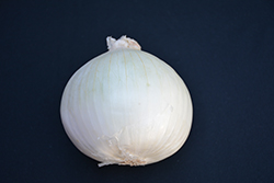 White Sweet Spanish Onion (Allium cepa 'White Sweet Spanish') at Canadale Nurseries