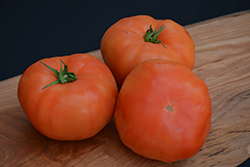 Classic Beefsteak Tomato (Solanum lycopersicum 'Beefsteak') at Canadale Nurseries
