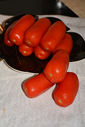 La Roma III Tomato (Solanum lycopersicum 'La Roma III') at Canadale Nurseries