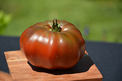 Black Krim Tomato (Solanum lycopersicum 'Black Krim') at Canadale Nurseries