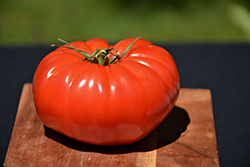 Champion Tomato (Solanum lycopersicum 'Champion') at Canadale Nurseries