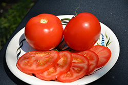 Burpee's Big Boy Tomato (Solanum lycopersicum 'Burpee's Big Boy') at Canadale Nurseries