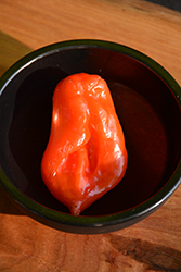 Habanero Red Pepper (Capsicum chinense 'Habanero Red') at Canadale Nurseries