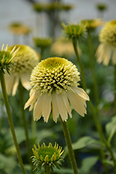 Double Scoop Lemon Cream Coneflower (Echinacea 'Balsclemc') at Canadale Nurseries