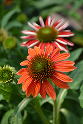 Artisan Red Ombre Coneflower (Echinacea 'PAS1257973') at Canadale Nurseries