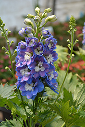 Aurora Blue Larkspur (Delphinium 'Aurora Blue') at Canadale Nurseries