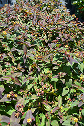 Albury Purple St. John's Wort (Hypericum androsaemum 'Albury Purple') at Canadale Nurseries