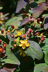 Albury Purple St. John's Wort (Hypericum androsaemum 'Albury Purple') at Canadale Nurseries