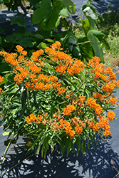 Butterfly Weed (Asclepias tuberosa) at Canadale Nurseries
