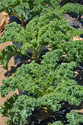 Vates Kale (Brassica oleracea var. sabellica 'Vates') at Canadale Nurseries