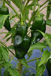 Poblano Pepper (Capsicum annuum 'Poblano') at Canadale Nurseries