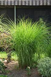 Gracillimus Maiden Grass (Miscanthus sinensis 'Gracillimus') at Canadale Nurseries