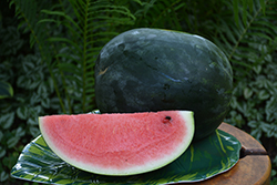 Sugar Baby Watermelon (Citrullus lanatus 'Sugar Baby') at Canadale Nurseries