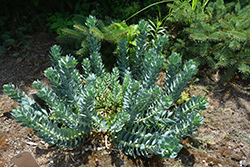 Donkey-Tail Spurge (Euphorbia myrsinites) at Canadale Nurseries