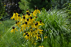 Gray-headed Coneflower (Ratibida pinnata) at Canadale Nurseries