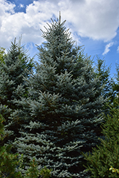 Baby Blue Eyes Spruce (Picea pungens 'Baby Blue Eyes') at Canadale Nurseries