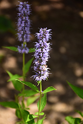 Blue Fortune Anise Hyssop (Agastache 'Blue Fortune') at Canadale Nurseries