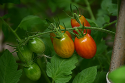 Sweet Million Tomato (Solanum lycopersicum 'Sweet Million') at Canadale Nurseries