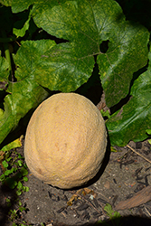 Cantaloupe Melon (Cucumis melo var. cantalupensis) at Canadale Nurseries