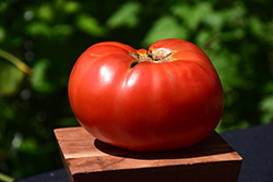 Brandywine Red Tomato (Solanum lycopersicum 'Brandywine Red') at Canadale Nurseries
