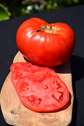 Brandywine Red Tomato (Solanum lycopersicum 'Brandywine Red') at Canadale Nurseries