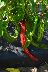 Long Thin Cayenne Pepper (Capsicum annuum 'Long Thin Cayenne') at Canadale Nurseries