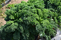 Kale (Brassica oleracea var. sabellica) at Canadale Nurseries