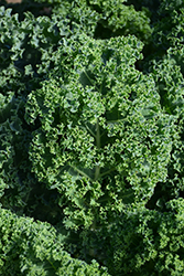 Kale (Brassica oleracea var. sabellica) at Canadale Nurseries