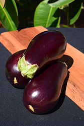 Eggplant (Solanum melongena) at Canadale Nurseries