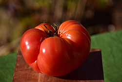 Bush Beefsteak Tomato (Solanum lycopersicum 'Bush Beefsteak') at Canadale Nurseries
