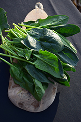 Spinach (Spinacia oleracea) at Canadale Nurseries